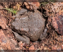 Bufo bufo (Linnaeus, 1758) 