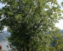 Datei:Acer monspessulanum fg01.jpg