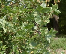 File:Acer-monspessulanum-Blattdetail.jpg