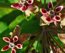 Datei:Asclepias syriaca 002.JPG