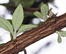 Datei:Buddleja davidii branch.jpg