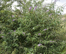Datei:Buddleja davidii vallee-de-grace-amiens 80 22062007 1.jpg