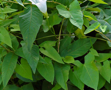 File:File:Calystegia sepium sepium (aka).jpg