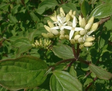 File:Cornus sanguinea jfg.jpg