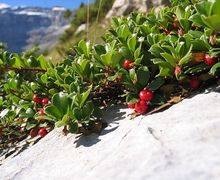 Datei:Arctostaphylos uva-ursi03.jpg