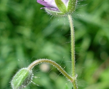 Datei:Geranium molle W.jpg