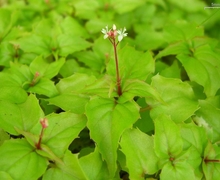 Datei:Enchanters Nightshade (3818301462).jpg