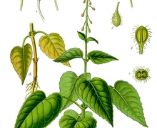 Datei:Illustration Circaea lutetiana0 clean.jpg