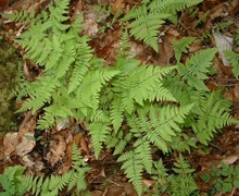 File:Gymnocarpium robertianum1.jpg
