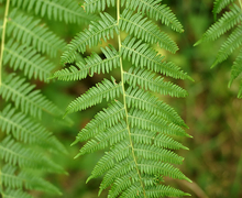 Datei:Pteridium aquilinum (front).jpg