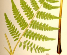 Datei:Pteridium aquilinum nf.jpg