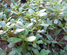 Datei:Portulaca oleracea.JPG