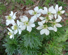 Datei:Anemone narcissiflora L. (7472169640).jpg