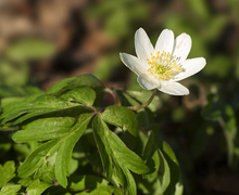 Datei:Anemone nemerosa LC0124.jpg