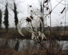 Clematis vitalba L.