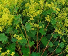 Datei:Alchemilla xanthochlora 001.JPG