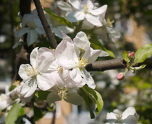 File:File:Malus domestica LC0122.jpg