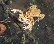 Bufo bufo (Linnaeus, 1758), Erdkrötenpaar