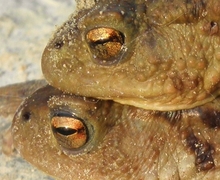 Bufo bufo (Linnaeus, 1758), Augen