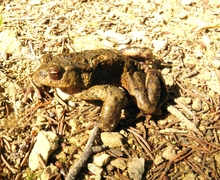 Bufo bufo (Linnaeus, 1758)